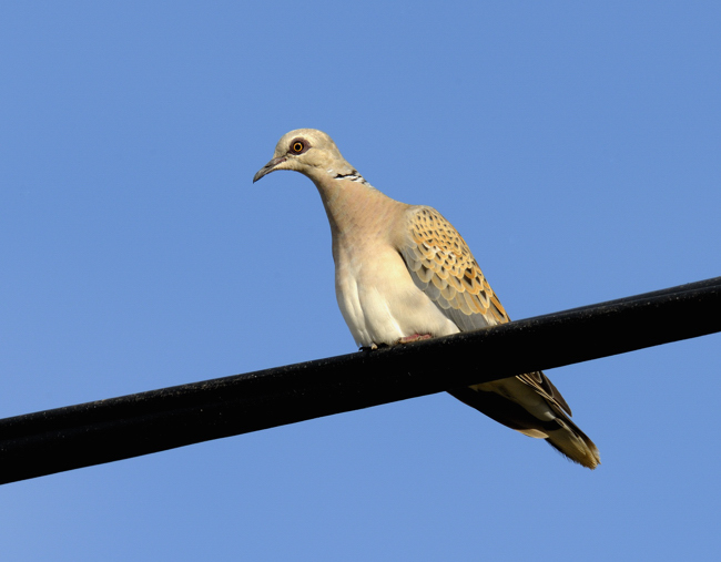 Turtle Dove