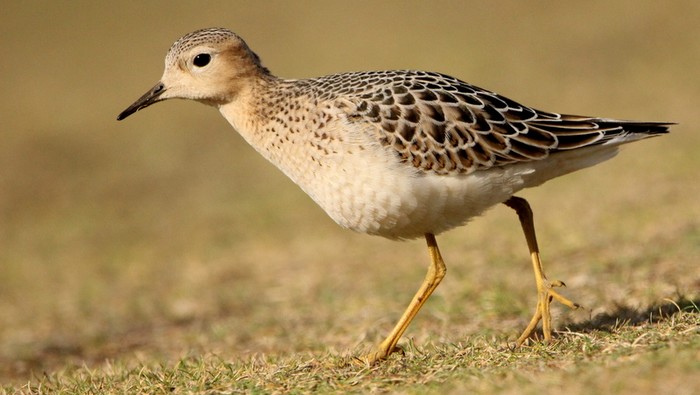 Buff-breasted Sandpiper