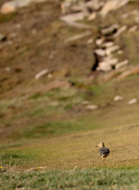 Buff-breasted Sandpiper