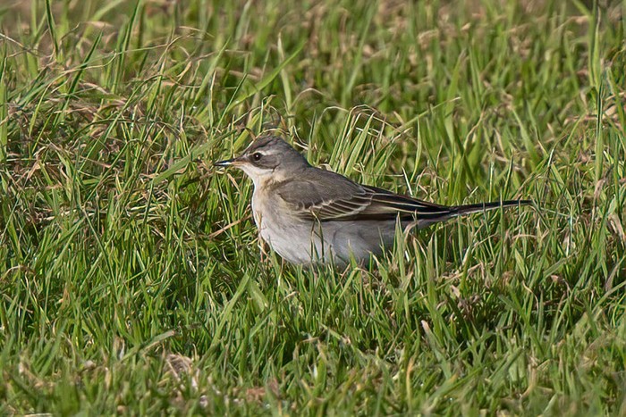 Eastern Yellow Wagtail