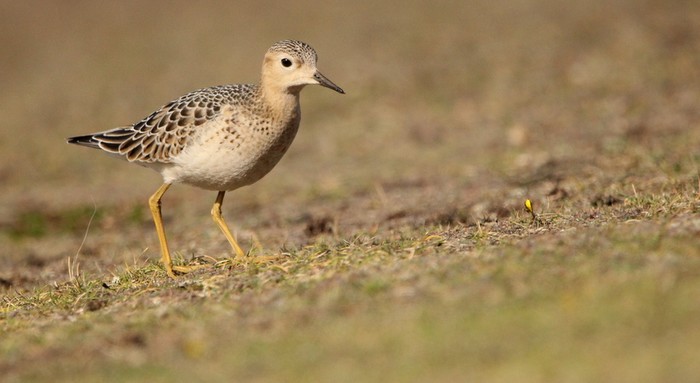 Buff-breasted Sandpiper