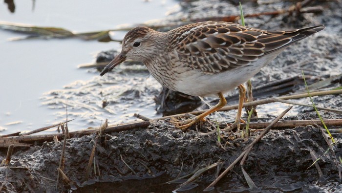 Pectoral Sandpiper