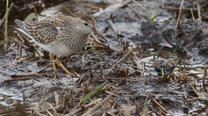 Pectoral Sandpiper