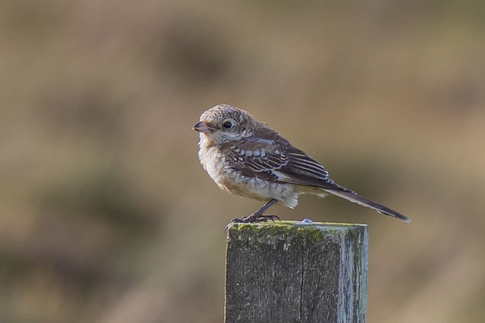 Woodchat Shrike