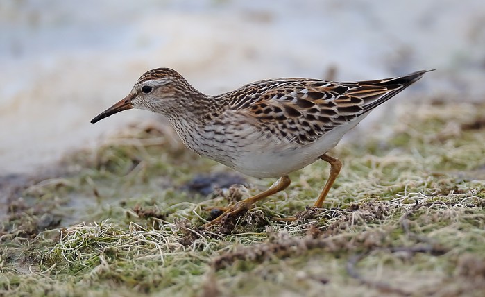Pectoral Sandpiper