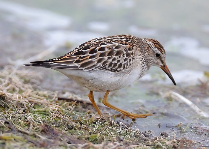 Pectoral Sandpiper