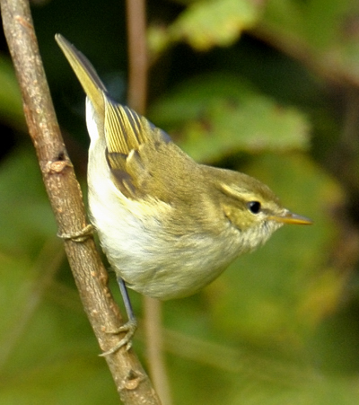 Greenish Warbler