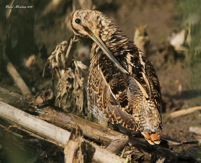 Snipe