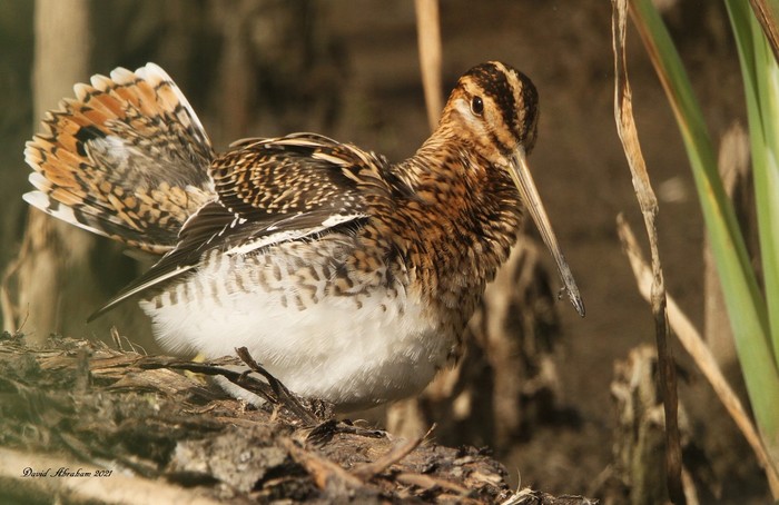 Snipe