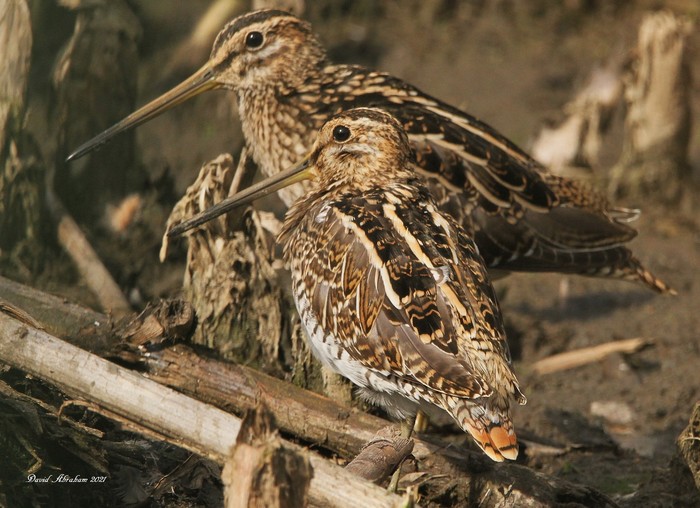 Snipe