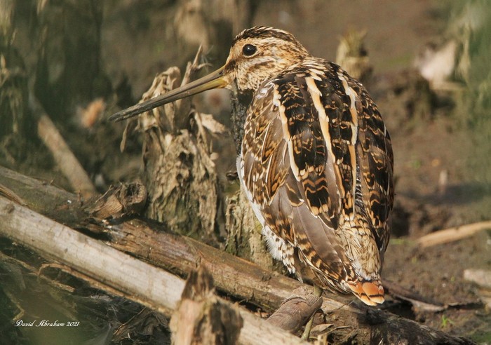 Snipe
