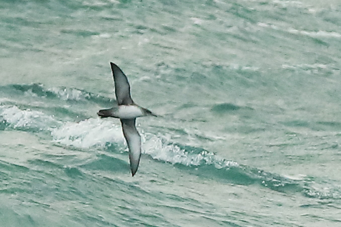 Balearic Shearwater