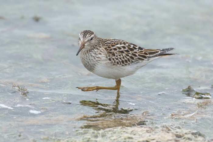 Pectoral Sandpiper