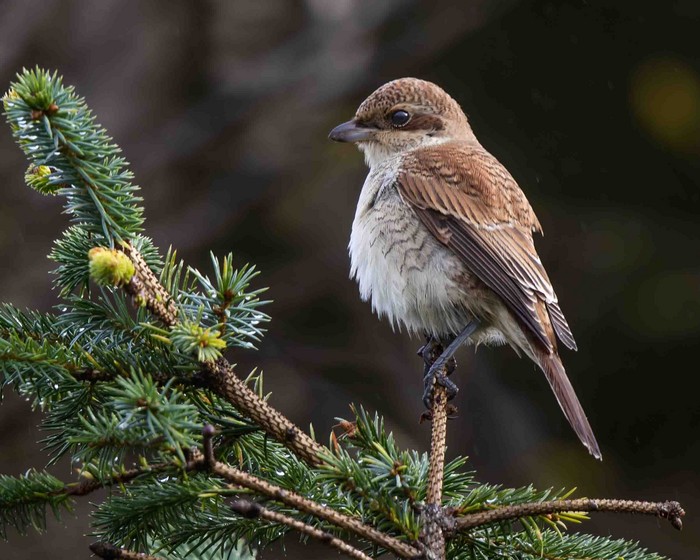 Red-backed Shrike
