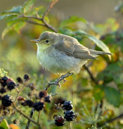 Melodious Warbler