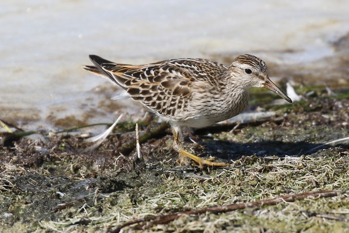 Pectoral Sandpiper