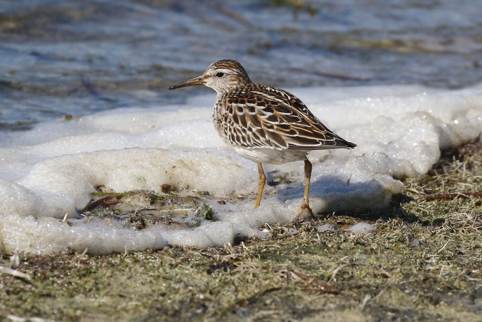 Pectoral Sandpiper