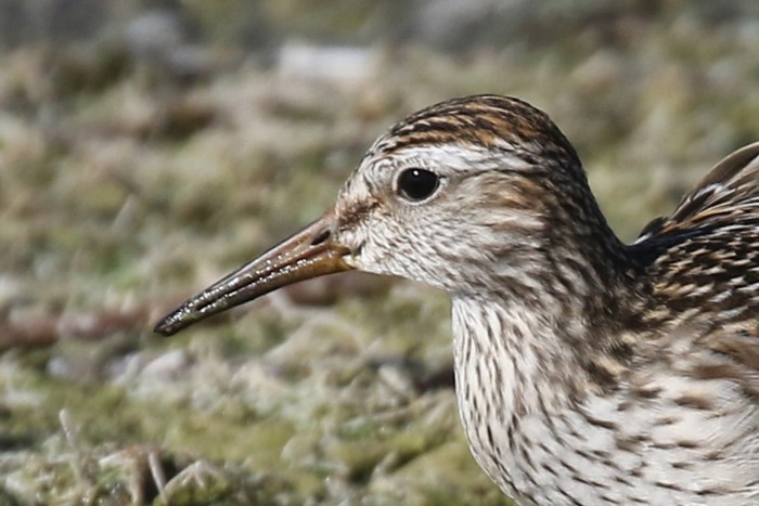 Pectoral Sandpiper