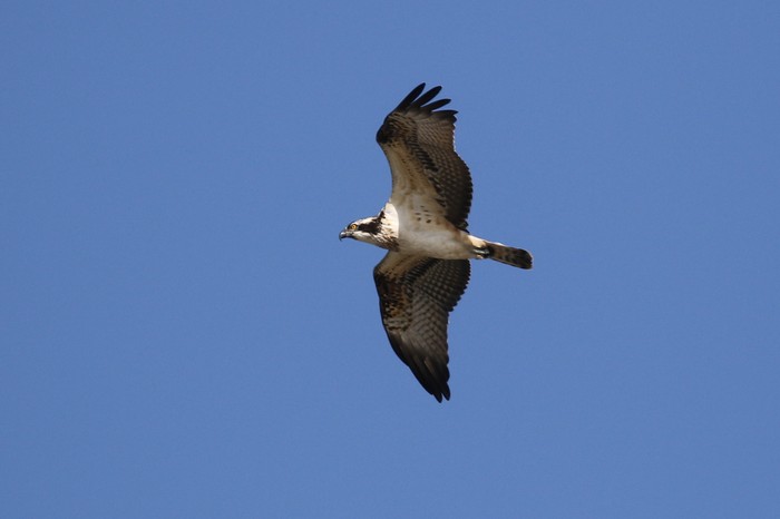 Osprey
