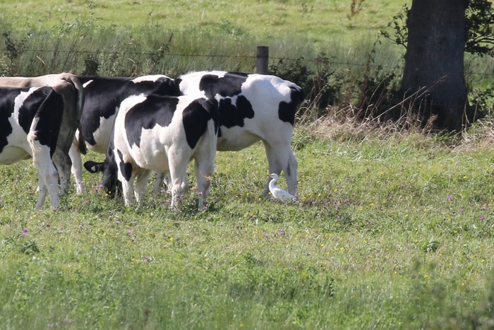 Cattle Egret