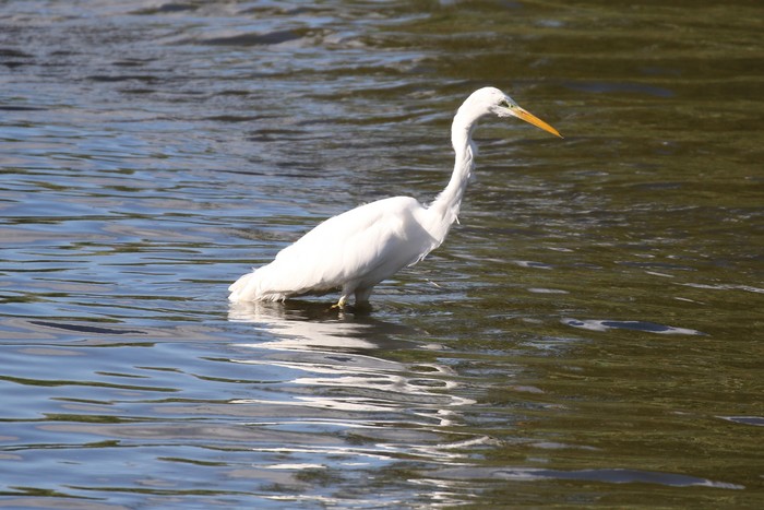 Great White Egret