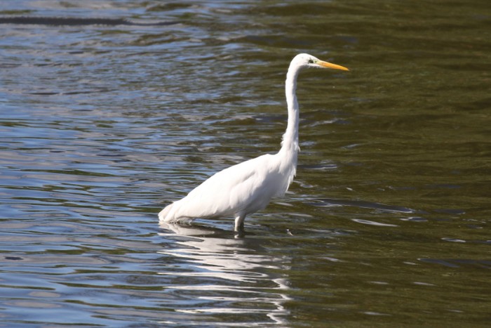 Great White Egret