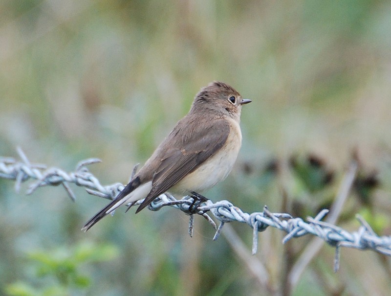 Red-breasted Flycatcher