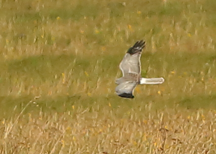 Hen Harrier
