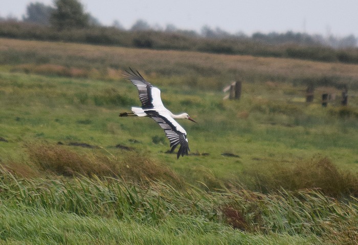 White Stork