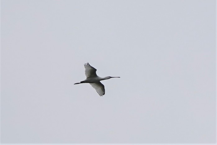 Spoonbill