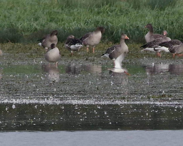 Spotted Redshank
