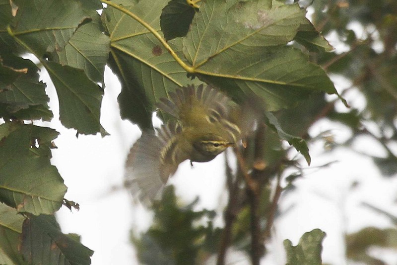 Yellow-browed Warbler