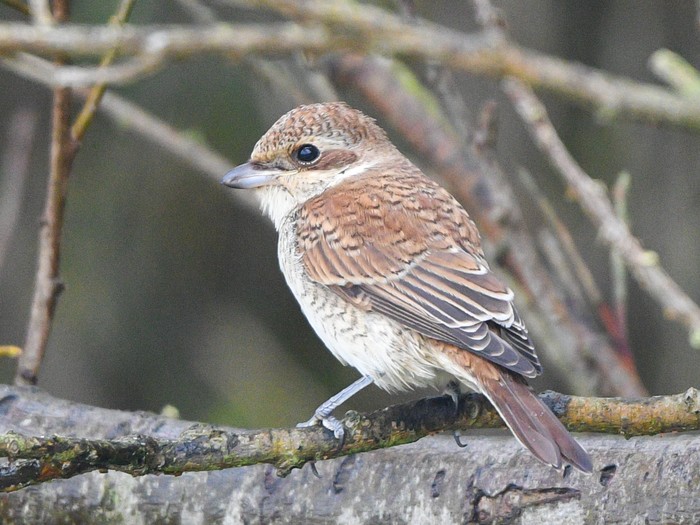 Red-backed Shrike