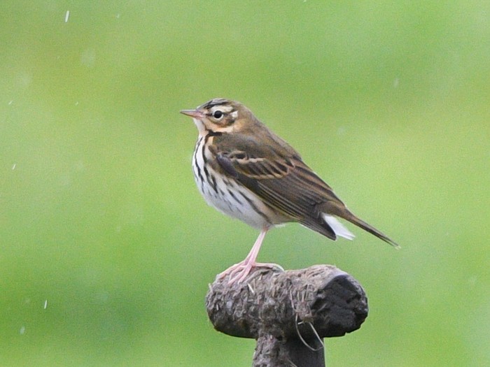 Olive-backed Pipit