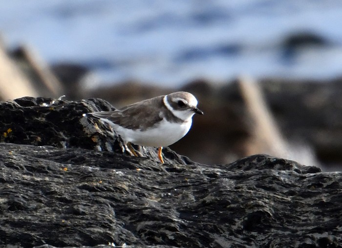 Semipalmated Plover