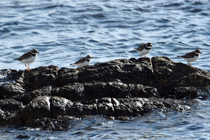 Semipalmated Plover