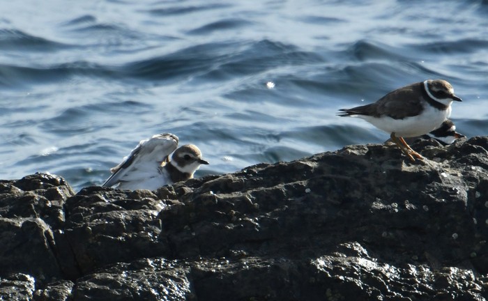 Semipalmated Plover
