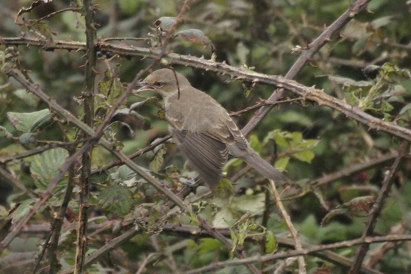 Barred Warbler