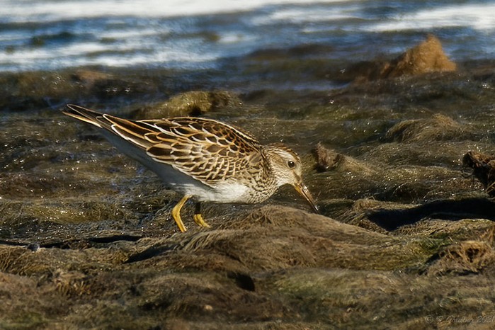 Pectoral Sandpiper
