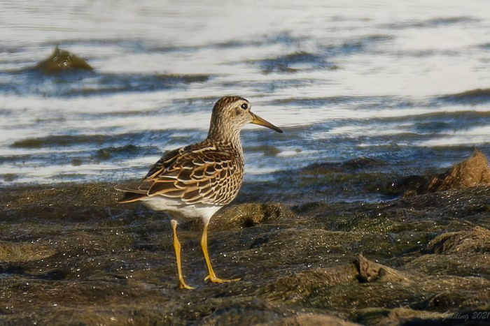 Pectoral Sandpiper