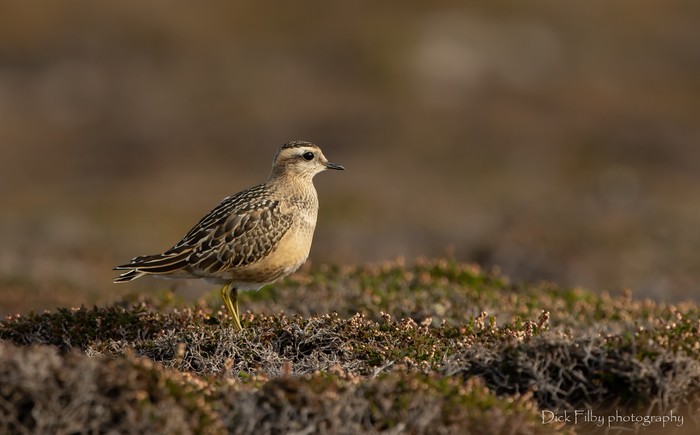 Dotterel