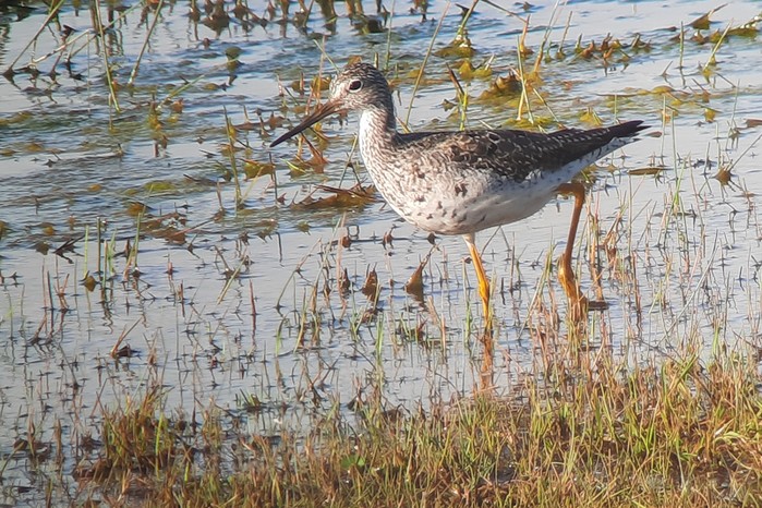 Greater Yellowlegs
