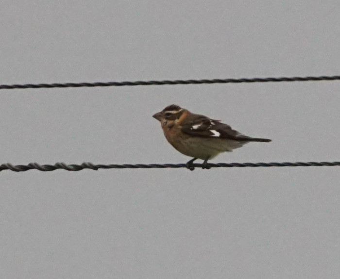 Rose-breasted Grosbeak