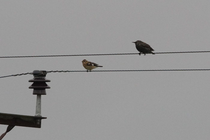 Rose-breasted Grosbeak