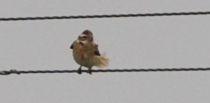 Rose-breasted Grosbeak