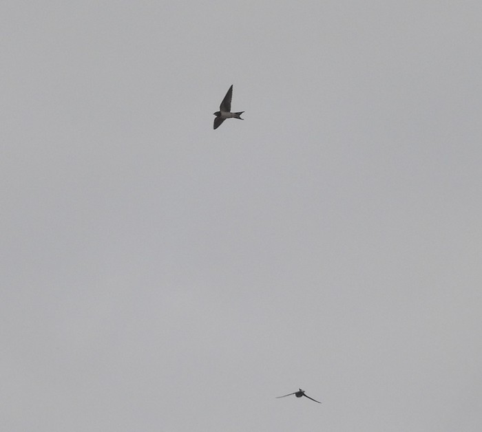 Swallow