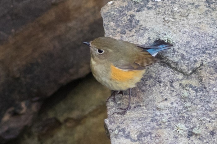 Red-flanked Bluetail