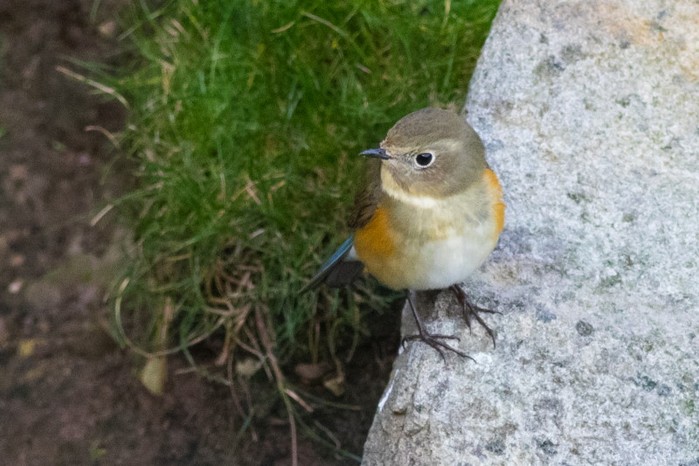 Red-flanked Bluetail