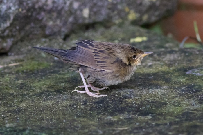 Lanceolated Warbler