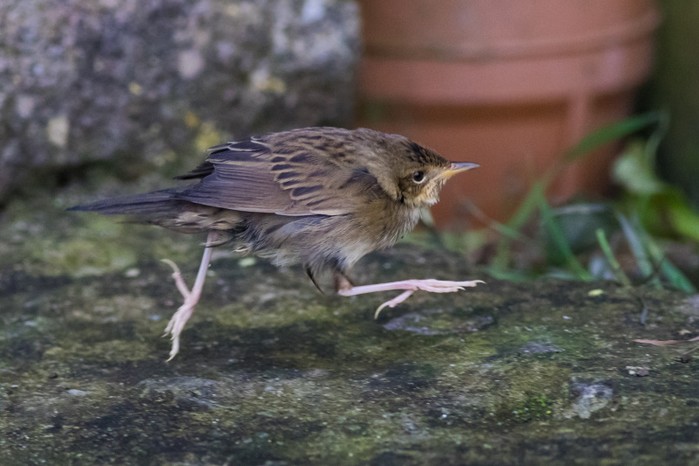 Lanceolated Warbler